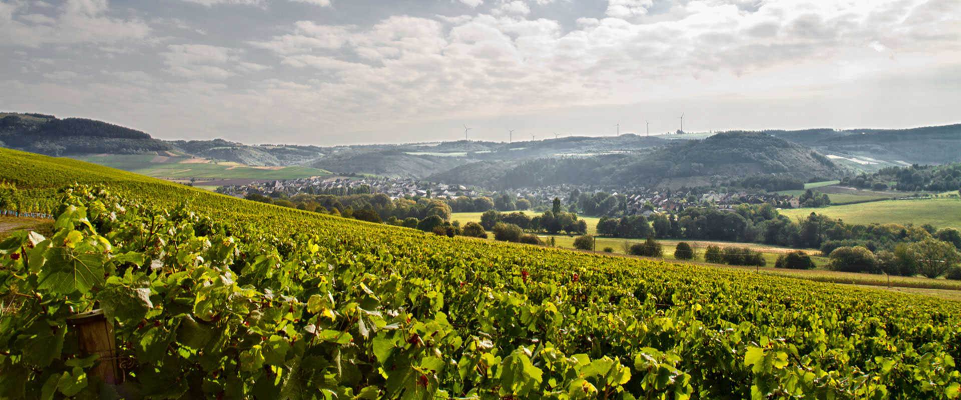 Weingut Agritiushof - Rosenberg