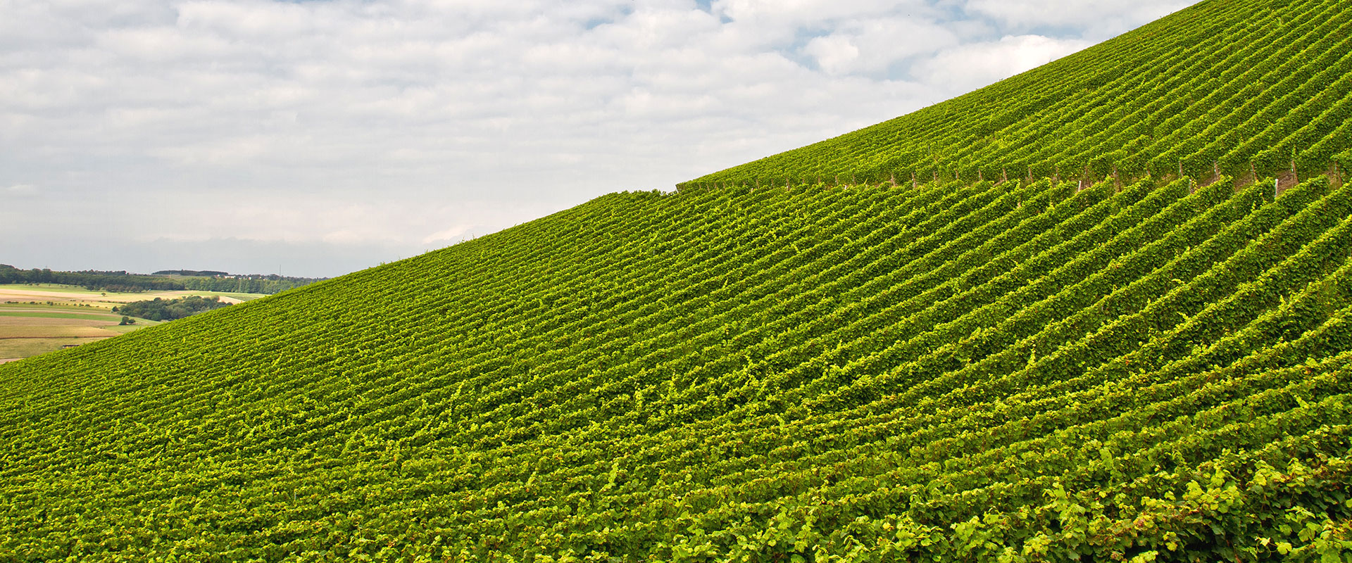 Weingut Agritiushof - Steillagen