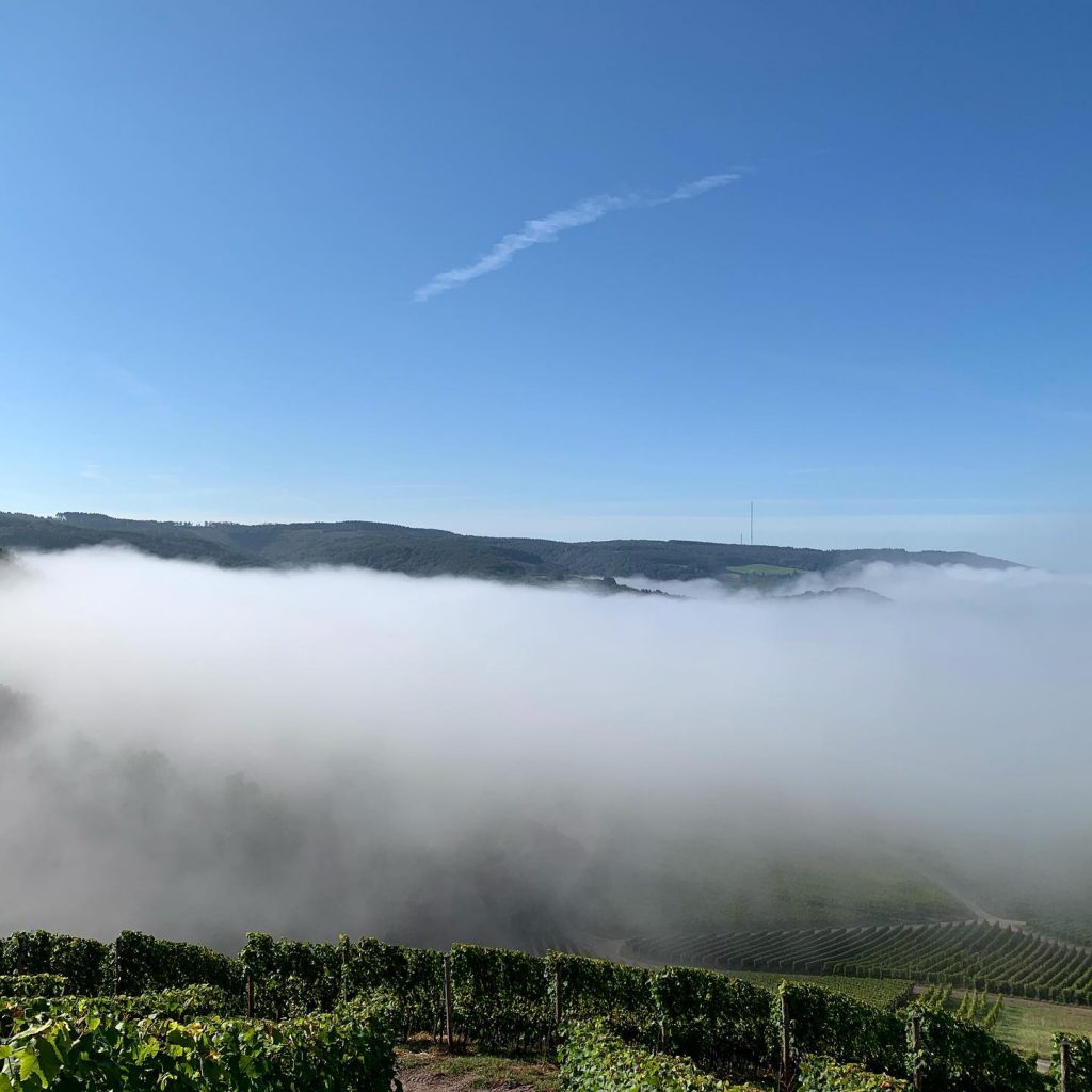 Weingut Agritiushof - Weinberg Nebel