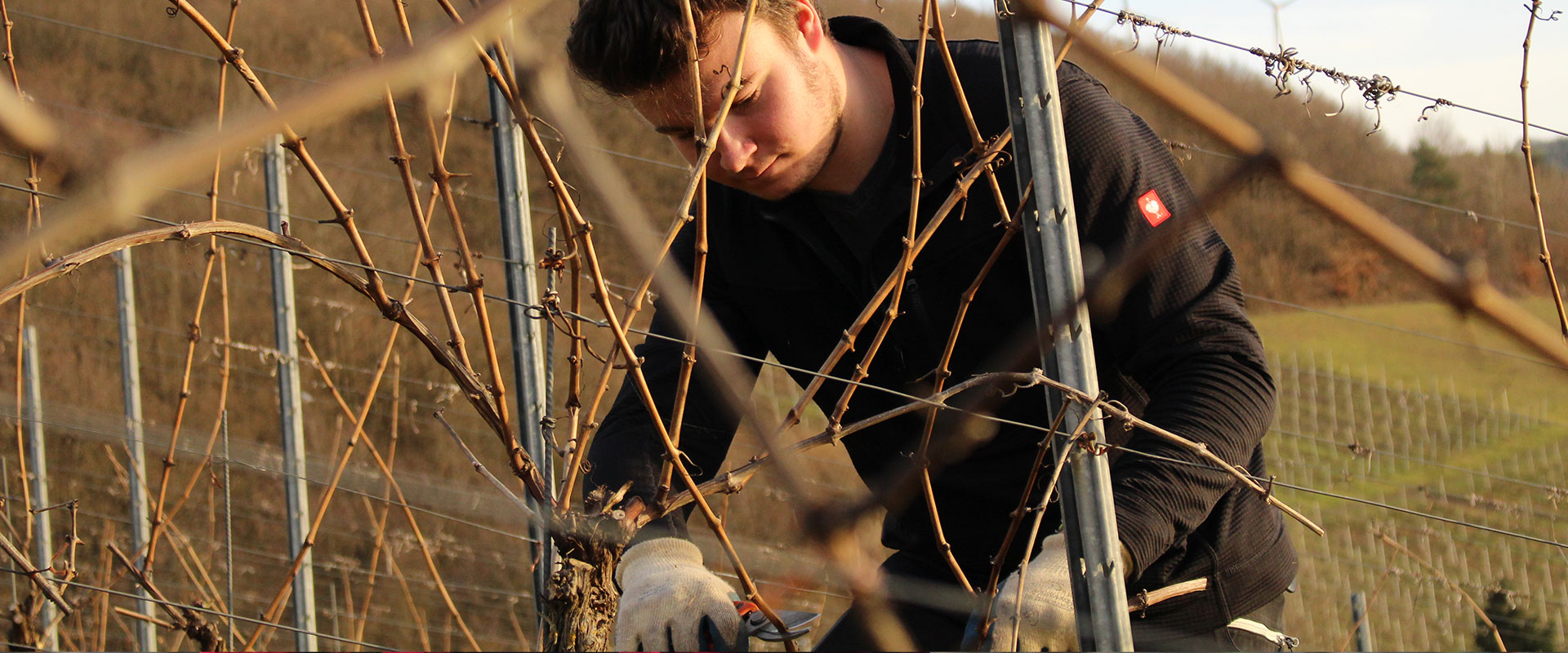 Weingut Agritiushof - Winzerhandwerk