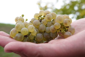 SOMMER - WEINPAKET