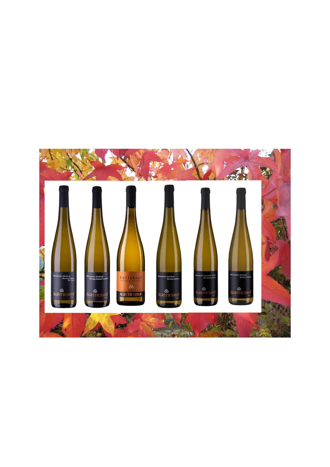 Herbst-Entdecker-Paket<br><br>für gemütliche Herbstmomente<br><br>feinherb, fruchtig, süß